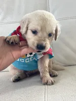 White Puppy .1, a male English Cream Golden Retriever for sale in Brooksville, FL – 5 of 7