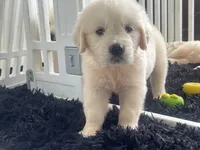 White Puppy 2 (b), a male English Cream Golden Retriever for sale in Brooksville, FL – 4 of 10