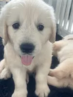 White Puppy 1 (b), a male English Cream Golden Retriever for sale in Brooksville, FL – 9 of 10