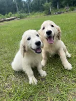June Puppy 6, a female English Cream Golden Retriever for sale in Brooksville, FL – 4 of 7