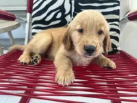 Red Puppy 1 (m), a male Golden Retriever for sale in Brooksville, FL – 4 of 5