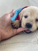White Puppy .1, a male English Cream Golden Retriever for sale in Brooksville, FL – 3 of 7