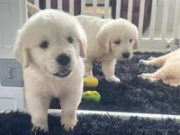 White Puppy 2 (b), a male English Cream Golden Retriever for sale in Brooksville, FL – 6 of 10
