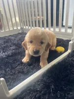 Red Puppy 3 (f), a female Golden Retriever for sale in Brooksville, FL – 7 of 7