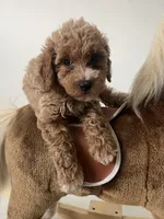 Toy Poodle 2, a male Poodle - Toy  for sale in Brooksville, FL – 3 of 5