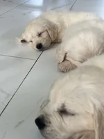 White Puppy 3 (f) , a female English Cream Golden Retriever for sale in Brooksville, FL – 6 of 9