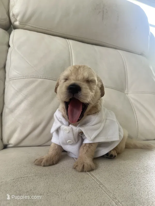 White Puppy .:3 – English Cream Golden Retriever puppy for sale in Brooksville, FL