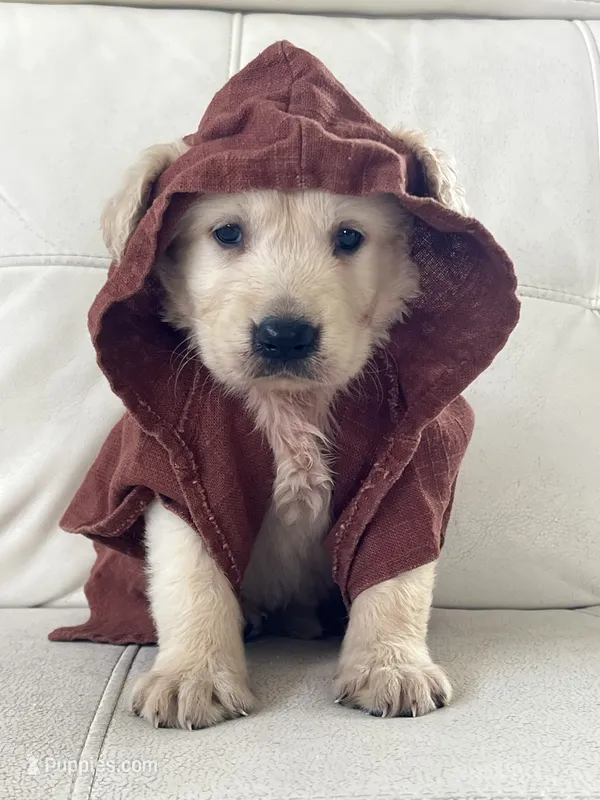 White Puppy :3 – English Cream Golden Retriever puppy for sale in Brooksville, FL
