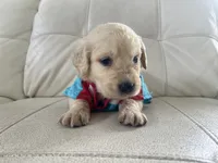 White Puppy .2, a male English Cream Golden Retriever for sale in Brooksville, FL – 6 of 8