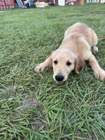Red Puppy 3 (f), a female Golden Retriever for sale in Brooksville, FL – 4 of 5