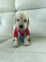White Puppy .2, a male English Cream Golden Retriever for sale in Brooksville, FL – 8 of 8
