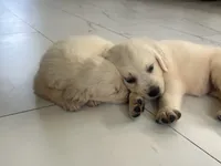 White Puppy 1 (f), a female English Cream Golden Retriever for sale in Brooksville, FL – 4 of 10