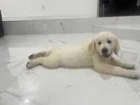 June Puppy 3, a male English Cream Golden Retriever for sale in Brooksville, FL – 7 of 7