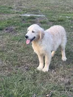 White Puppy 1 (b), a male English Cream Golden Retriever for sale in Brooksville, FL – 2 of 4