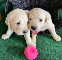 White Puppy 2 (f), a female English Cream Golden Retriever for sale in Brooksville, FL – 2 of 6