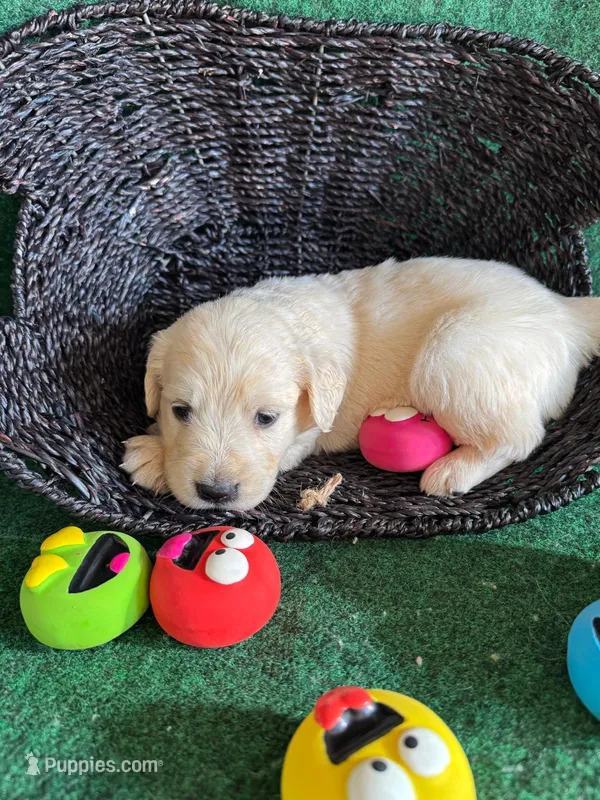 White Puppy 1 (f) – English Cream Golden Retriever puppy for sale in Brooksville, FL