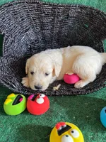 White Puppy 1 (f), a female English Cream Golden Retriever for sale in Brooksville, FL – 1 of 7