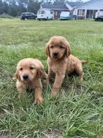 Red Puppy 5 (m) , a male Golden Retriever for sale in Brooksville, FL – 4 of 5