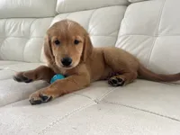 Red Puppy 1 (m), a male Golden Retriever for sale in Brooksville, FL – 3 of 7