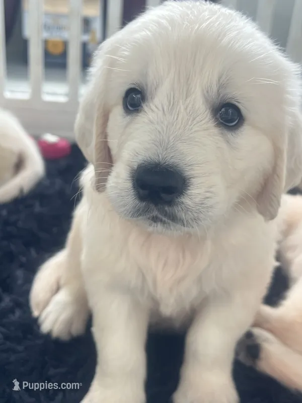 White Puppy 1 (b) – English Cream Golden Retriever puppy for sale in Brooksville, FL