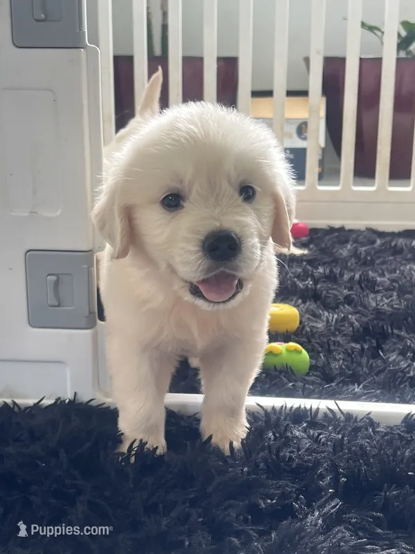 White Puppy 2 (b) – English Cream Golden Retriever puppy for sale in Brooksville, FL