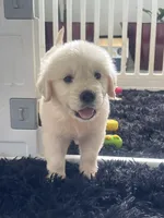 White Puppy 2 (b), a male English Cream Golden Retriever for sale in Brooksville, FL – 1 of 10