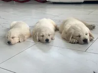 White Puppy 1 (f), a female English Cream Golden Retriever for sale in Brooksville, FL – 7 of 10