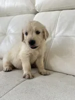 White Puppy 1, a male English Cream Golden Retriever for sale in Brooksville, FL – 9 of 10
