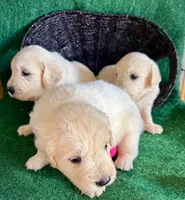 White Puppy 2 (f), a female English Cream Golden Retriever for sale in Brooksville, FL – 3 of 6