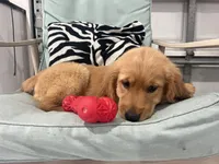 Red Puppy 1 (f), a female Golden Retriever for sale in Brooksville, FL – 4 of 5