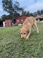 Red Puppy 2 (f), a female Golden Retriever for sale in Brooksville, FL – 3 of 6