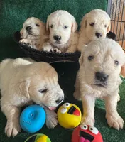 White Puppy 3 (b), a male English Cream Golden Retriever for sale in Brooksville, FL – 4 of 4