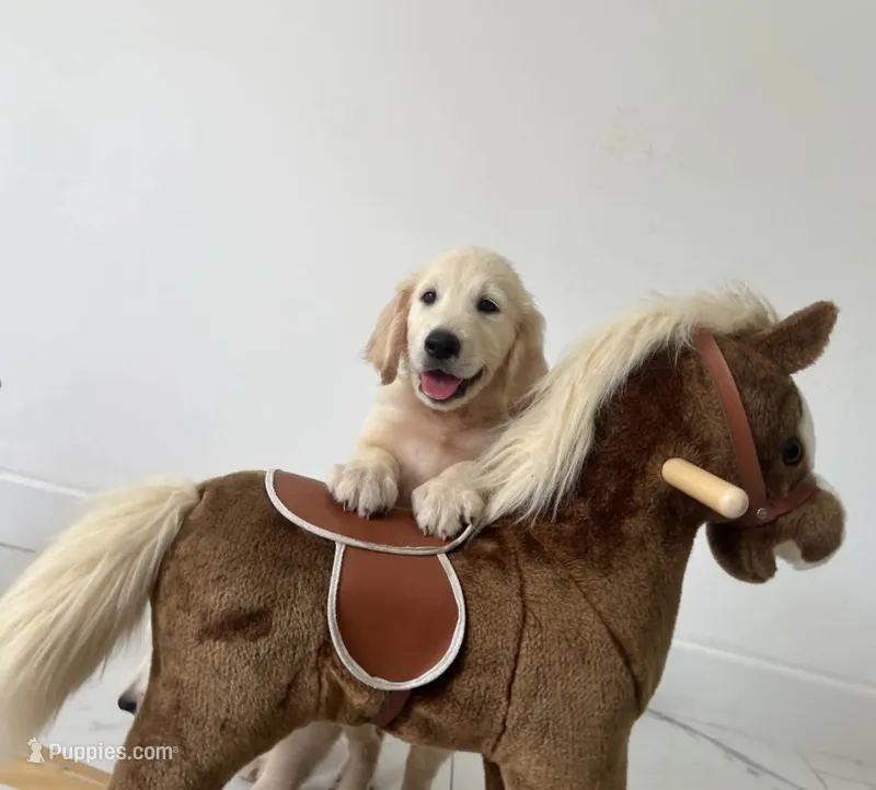 White Puppy .2 – English Cream Golden Retriever puppy for sale in Brooksville, FL