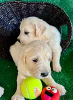 White Puppy 3 (f) , a female English Cream Golden Retriever for sale in Brooksville, FL – 3 of 5