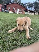 Red Puppy 2 (f), a female Golden Retriever for sale in Brooksville, FL – 6 of 6