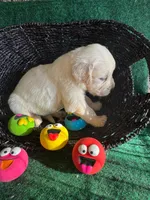White Puppy 4 (b), a male English Cream Golden Retriever for sale in Brooksville, FL – 4 of 4