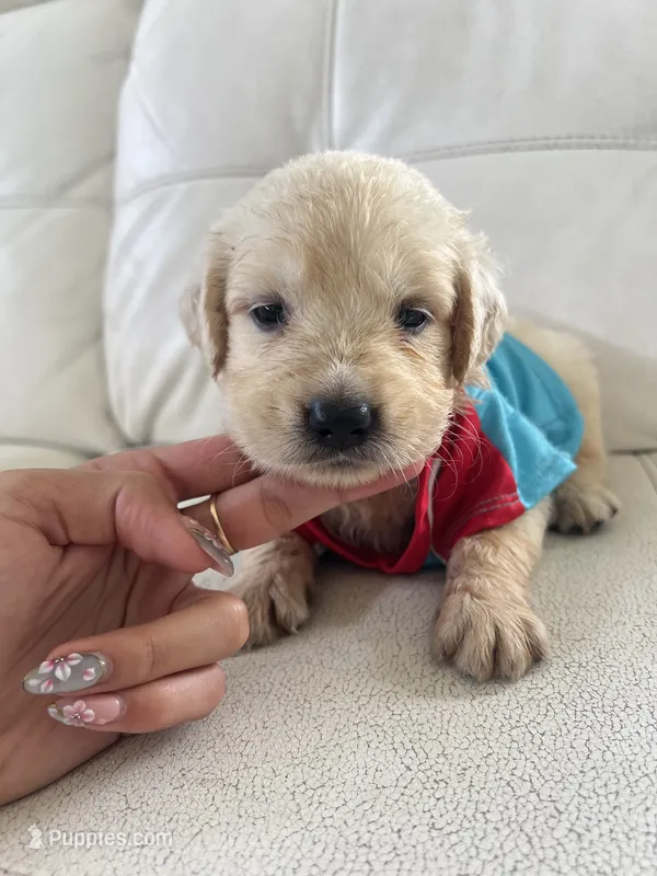 White Puppy .1 – English Cream Golden Retriever puppy for sale in Brooksville, FL