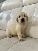 White Puppy 1, a male English Cream Golden Retriever for sale in Brooksville, FL – 10 of 10
