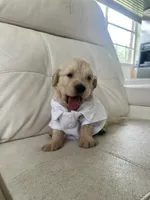 White Puppy .:3, a male English Cream Golden Retriever for sale in Brooksville, FL – 3 of 7
