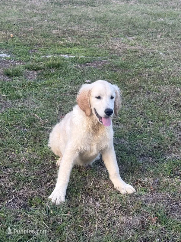 White Puppy 1 (b) – English Cream Golden Retriever puppy for sale in Brooksville, FL