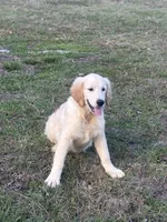 White Puppy 1 (b), a male English Cream Golden Retriever for sale in Brooksville, FL – 1 of 4