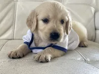 White Puppy 2, a male English Cream Golden Retriever for sale in Brooksville, FL – 3 of 10