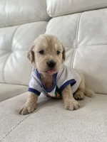 White Puppy .4, a male English Cream Golden Retriever for sale in Brooksville, FL – 1 of 7