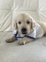 White Puppy 2, a male English Cream Golden Retriever for sale in Brooksville, FL – 5 of 10