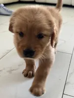 Red Puppy 2 (m) , a male Golden Retriever for sale in Brooksville, FL – 3 of 4