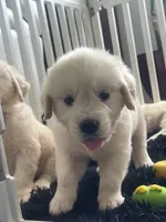 White Puppy 2 (b), a male English Cream Golden Retriever for sale in Brooksville, FL – 8 of 10