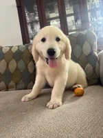 June Puppy 2, a male English Cream Golden Retriever for sale in Brooksville, FL – 6 of 6