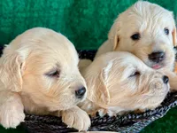 White Puppy 1 (f), a female English Cream Golden Retriever for sale in Brooksville, FL – 7 of 7