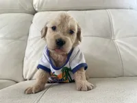 White Puppy .4, a male English Cream Golden Retriever for sale in Brooksville, FL – 7 of 7