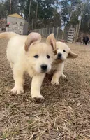 processed/b6737721-0237-4665-9a9e-0f4d0172ed9d/listing/563fa110-7622-42cb-b58e-111d9117c0b9/63f03752-d3c4-479c-a0eb-3f1030ae3aec